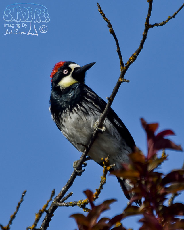 Acorn Woodpecker - Melanerpes formicivorus
