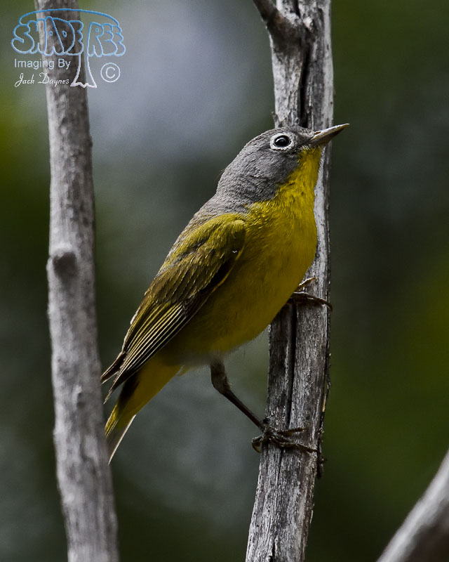 Nashville Warbler - Leiothlypis ruficapilla