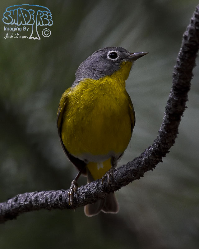 Nashville Warbler - Leiothlypis ruficapilla
