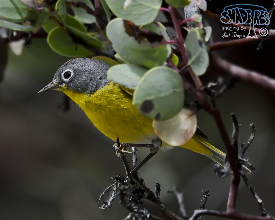 Nashville Warbler - Leiothlypis ruficapilla