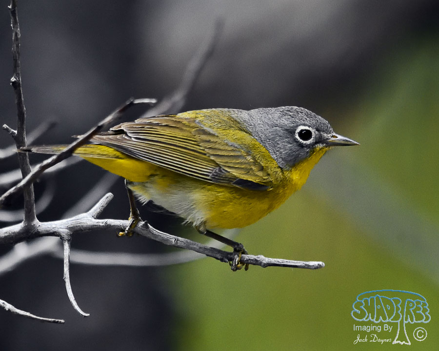 Nashville Warbler - Leiothlypis ruficapilla