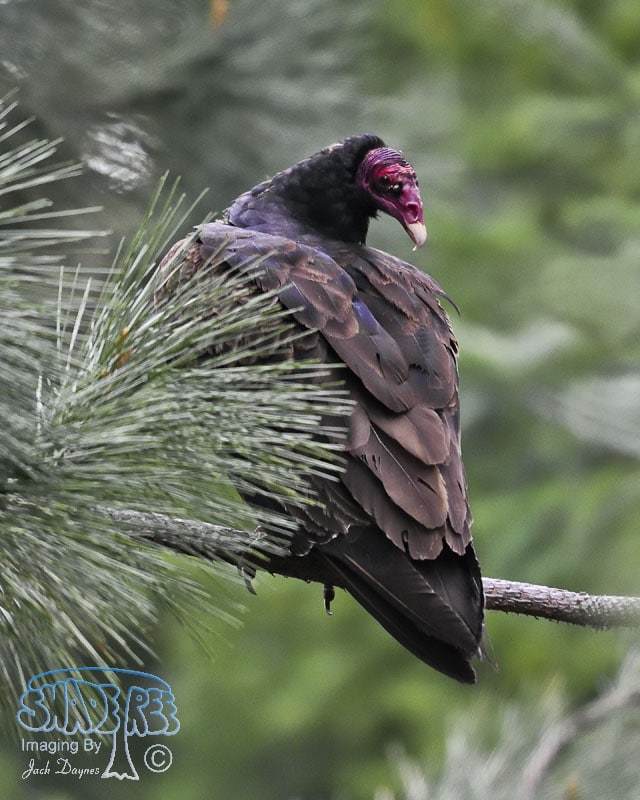 Turkey Vulture - Agelaius phoeniceus