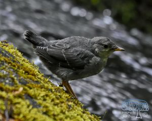 2016-05-04 Wednesday,Turning to Home