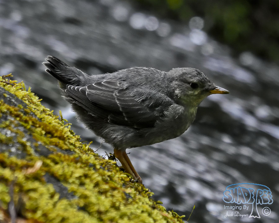 American Dipper - Cinclus mexicanus