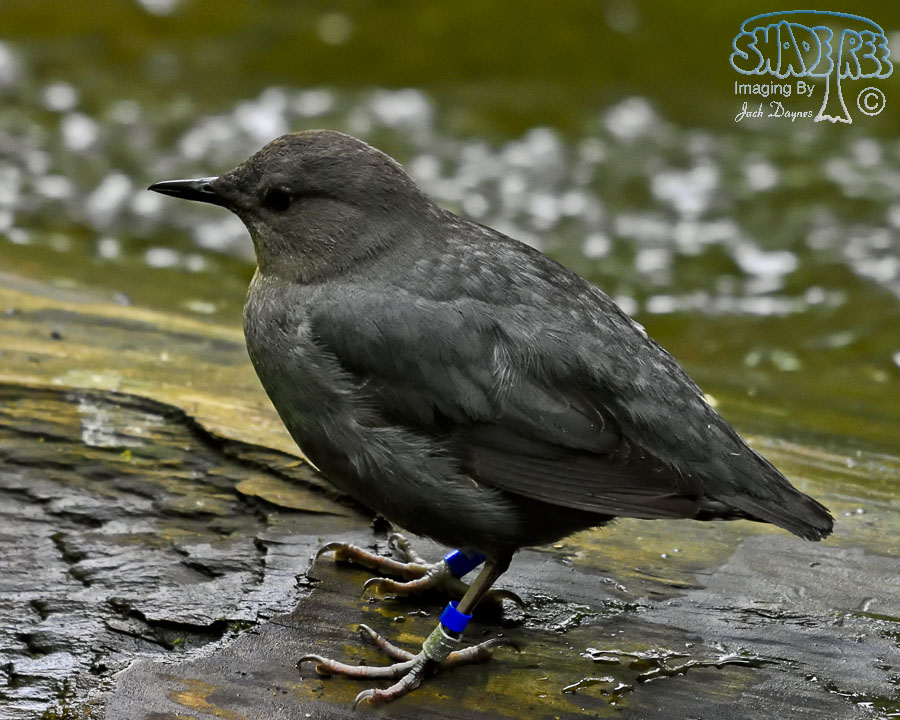 American Dipper - Cinclus mexicanus