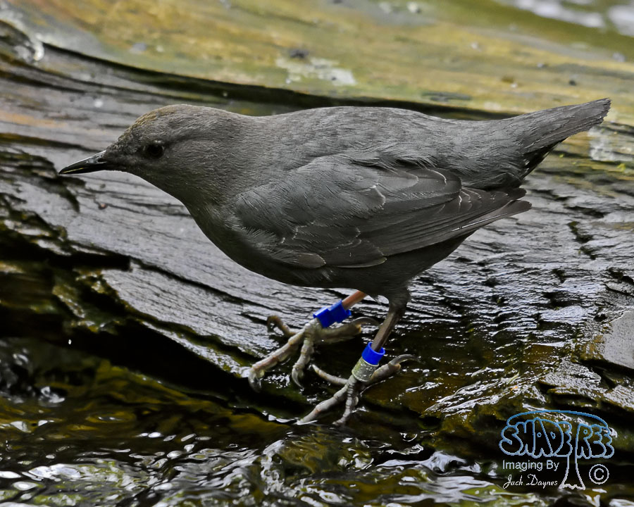 American Dipper - Cinclus mexicanus