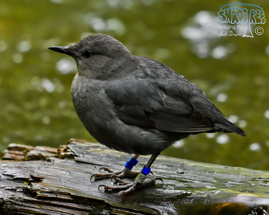 American Dipper - Cinclus mexicanus