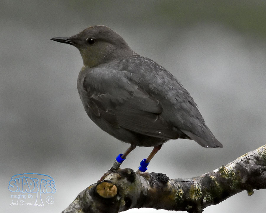 American Dipper - Cinclus mexicanus
