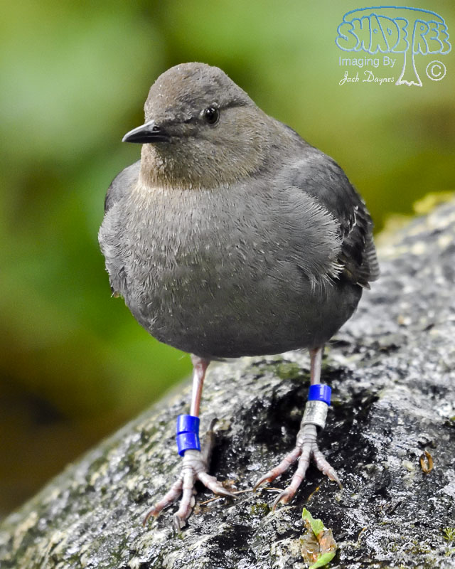 American Dipper - Cinclus mexicanus