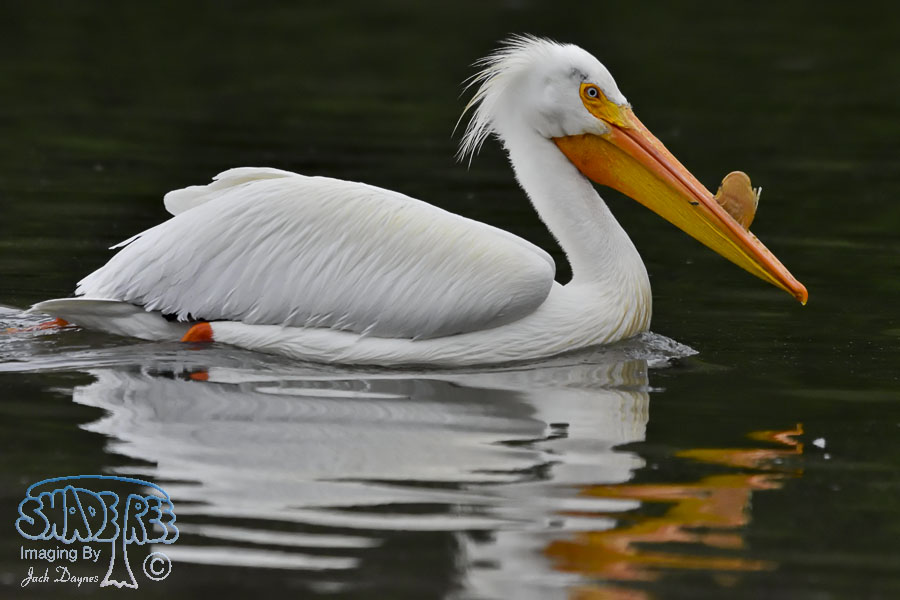 American White Pelican - Pelecanus erythrorhynchos