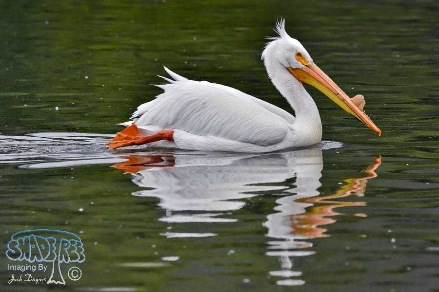 American White Pelican - Pelecanus erythrorhynchos