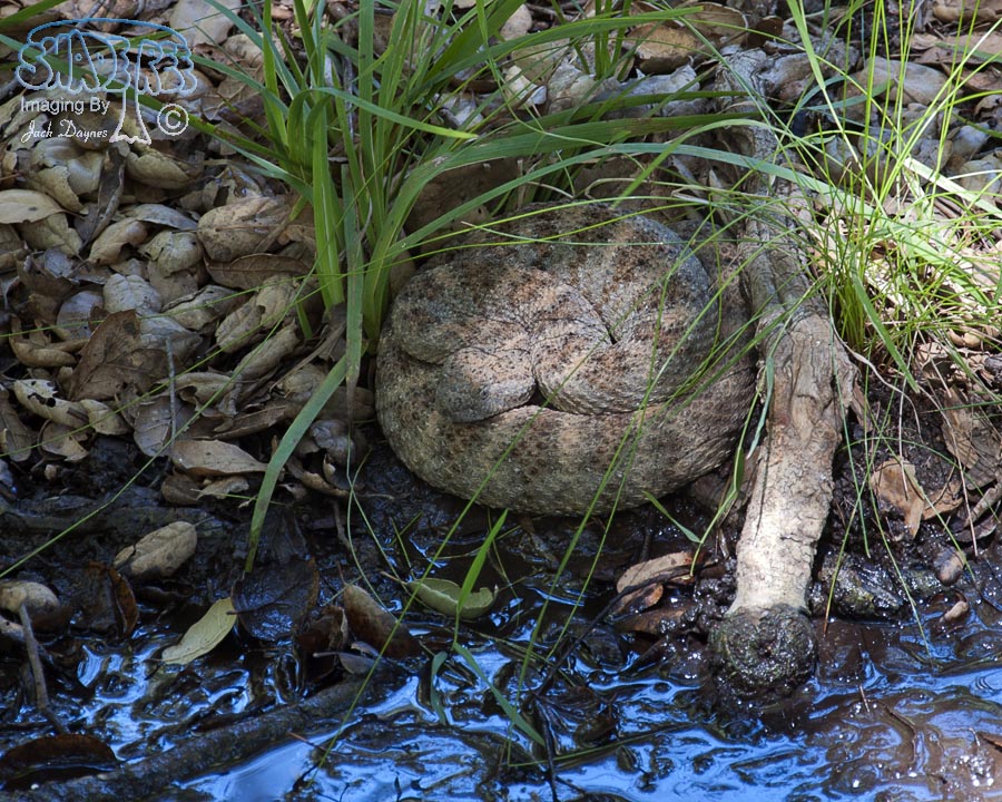 Speckled Rattlesnake - Crotalus mitchellii