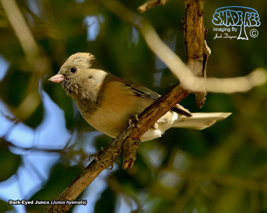 Dark-Eyed Junco - Junco hyemalis