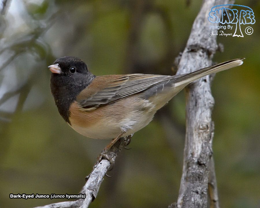 Dark-Eyed Junco - Junco hyemalis