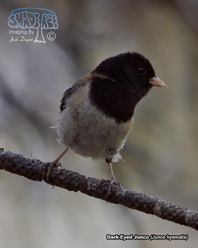 Dark-Eyed Junco - Junco hyemalis