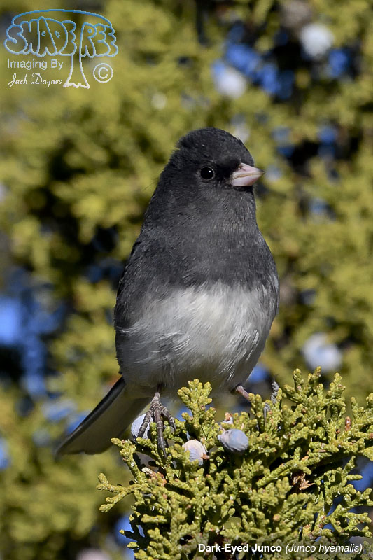 Dark-Eyed Junco - Junco hyemalis