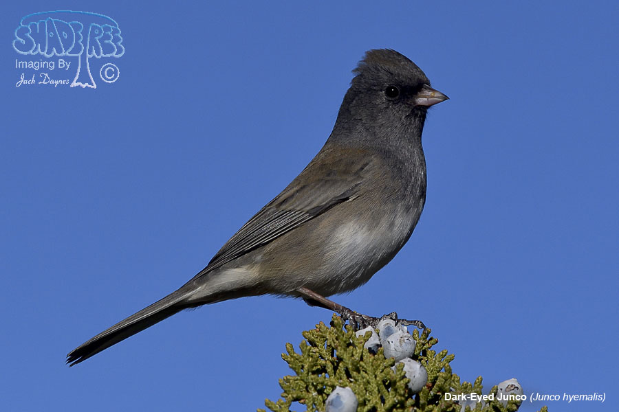 Dark-Eyed Junco - Junco hyemalis