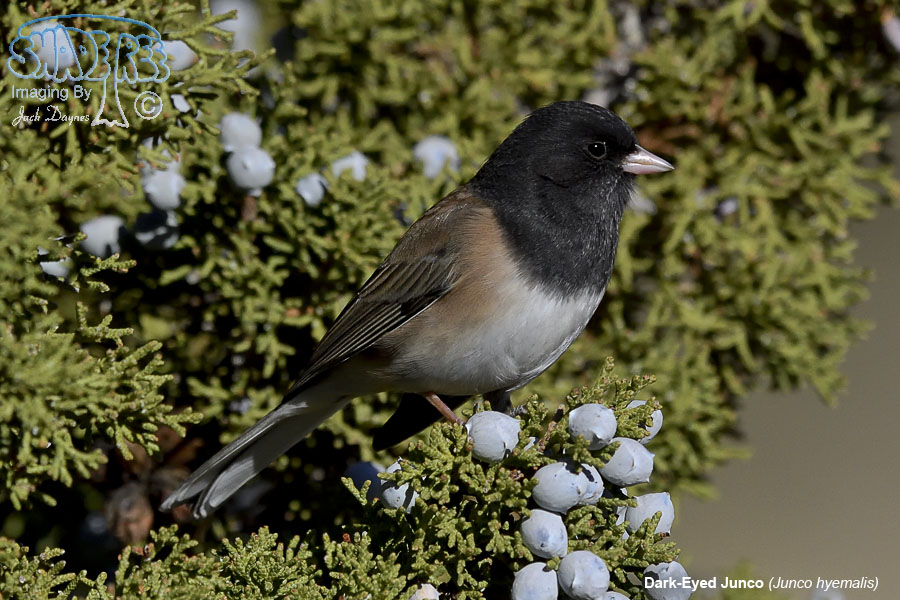 Dark-Eyed Junco - Junco hyemalis