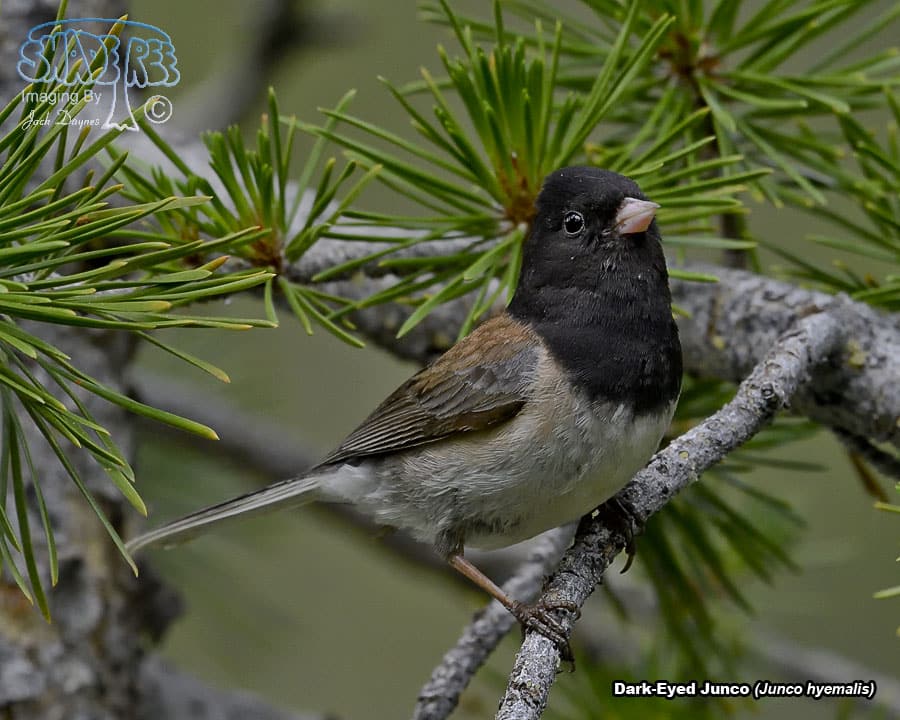 Dark-Eyed Junco - Junco hyemalis