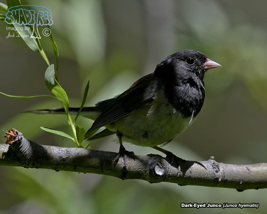 Dark-Eyed Junco - Junco hyemalis