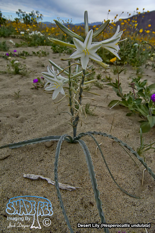 Desert Lily - Hesperocallis undulata