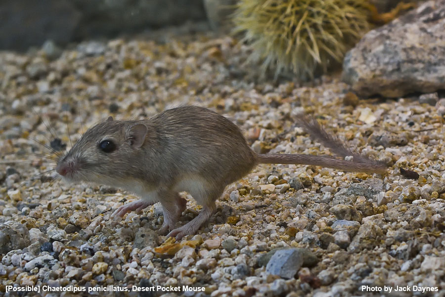 Probable Desert Pocket Mouse - Chaetodipus penicillatus