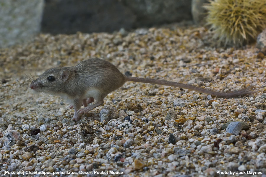 Probable Desert Pocket Mouse - Chaetodipus penicillatus