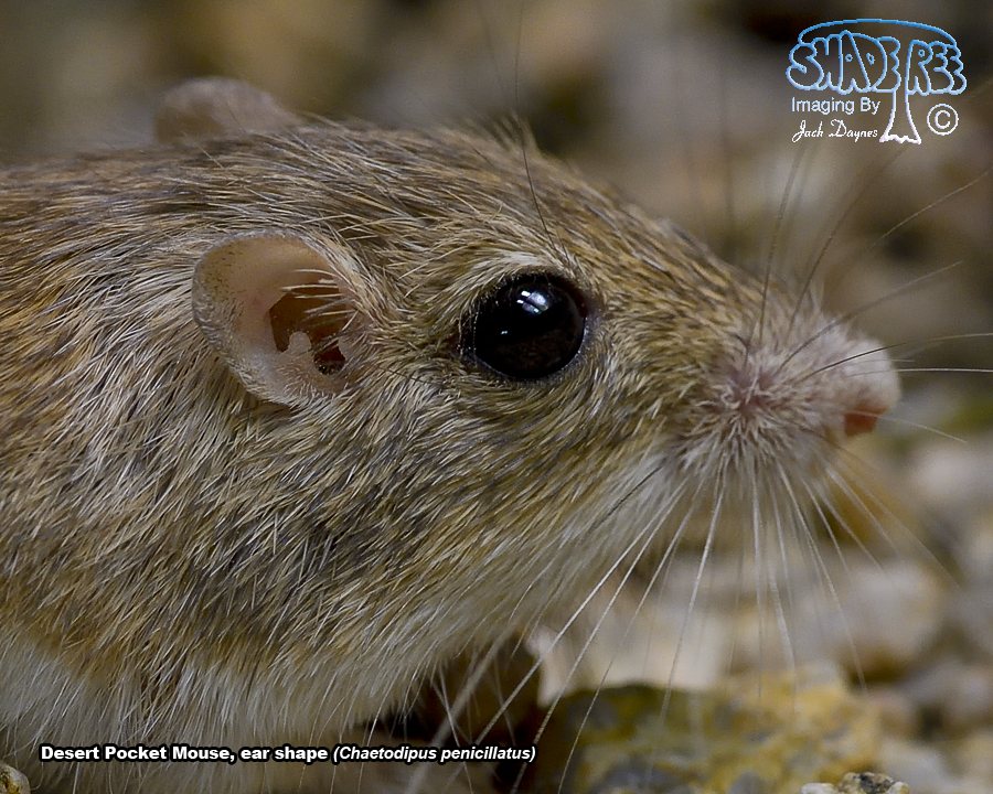 Desert Pocket Mouse - Chaetodipus penicillatus
