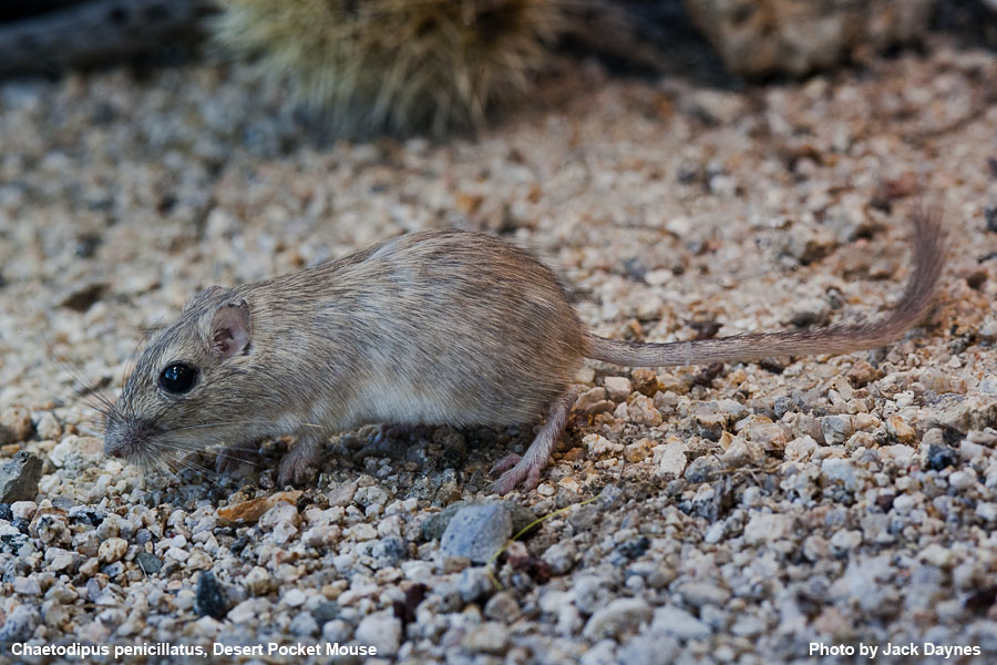 Desert Pocket Mouse - Chaetodipus penicillatus