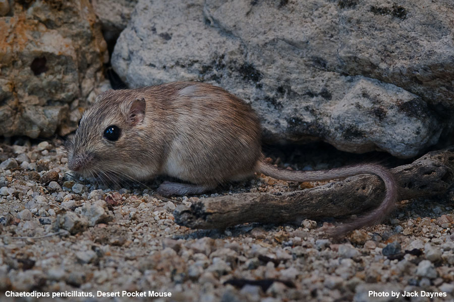 Desert Pocket Mouse - Chaetodipus penicillatus