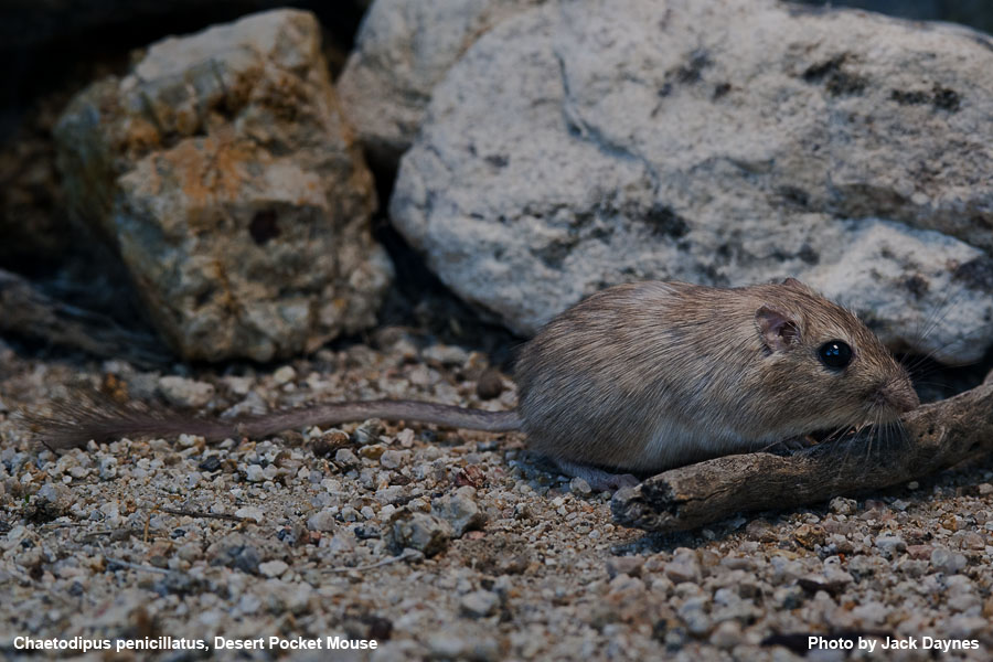 Desert Pocket Mouse - Chaetodipus penicillatus