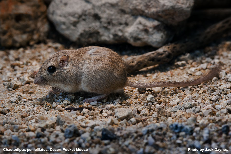 Desert Pocket Mouse - Chaetodipus penicillatus