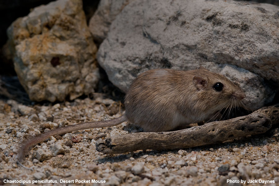Desert Pocket Mouse - Chaetodipus penicillatus