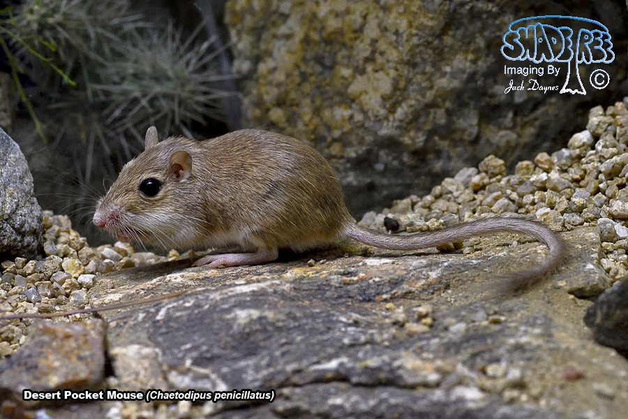 Desert Pocket Mouse - Chaetodipus penicillatus