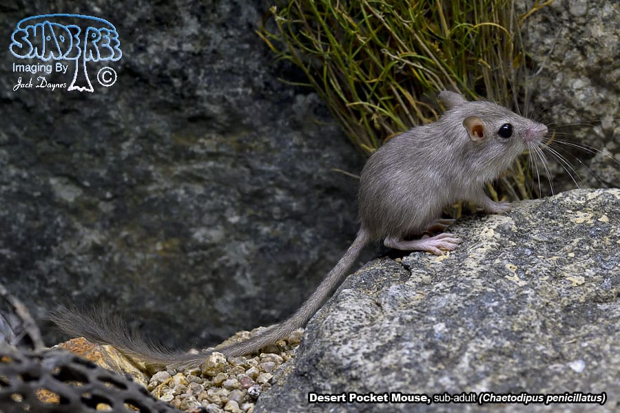 Desert Pocket Mouse - Chaetodipus penicillatus