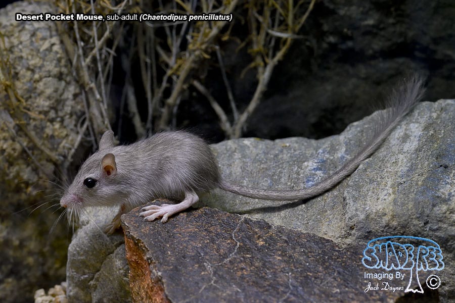 Desert Pocket Mouse - Chaetodipus penicillatus