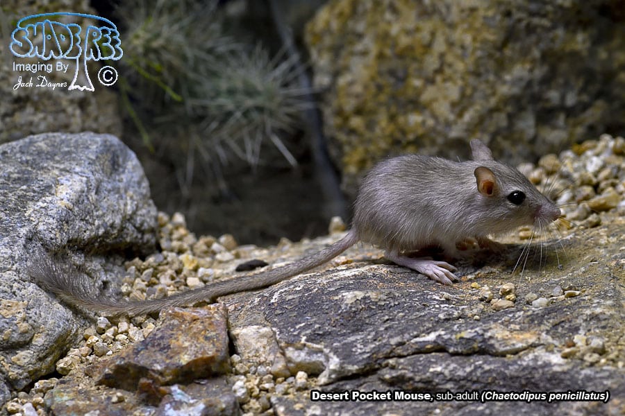 Desert Pocket Mouse - Chaetodipus penicillatus