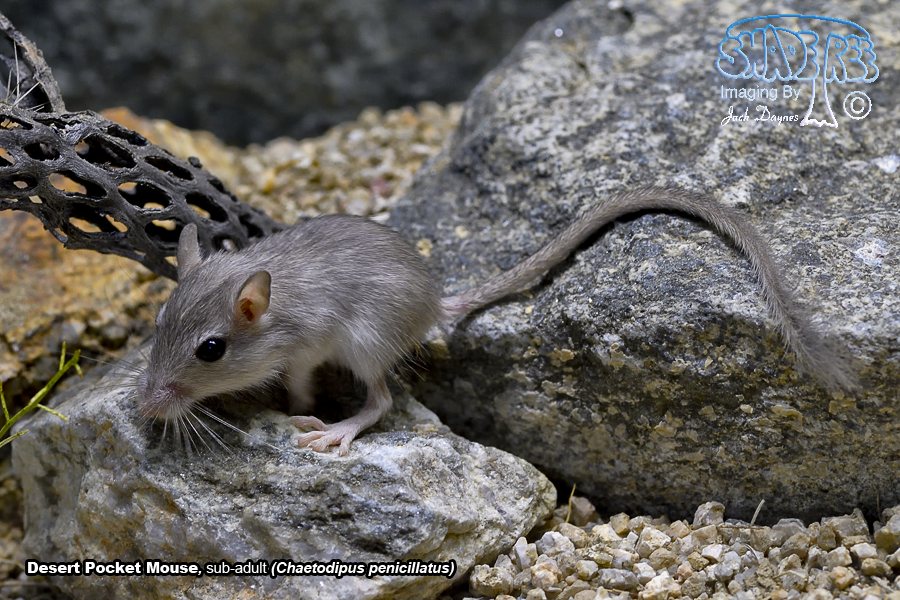 Desert Pocket Mouse - Chaetodipus penicillatus