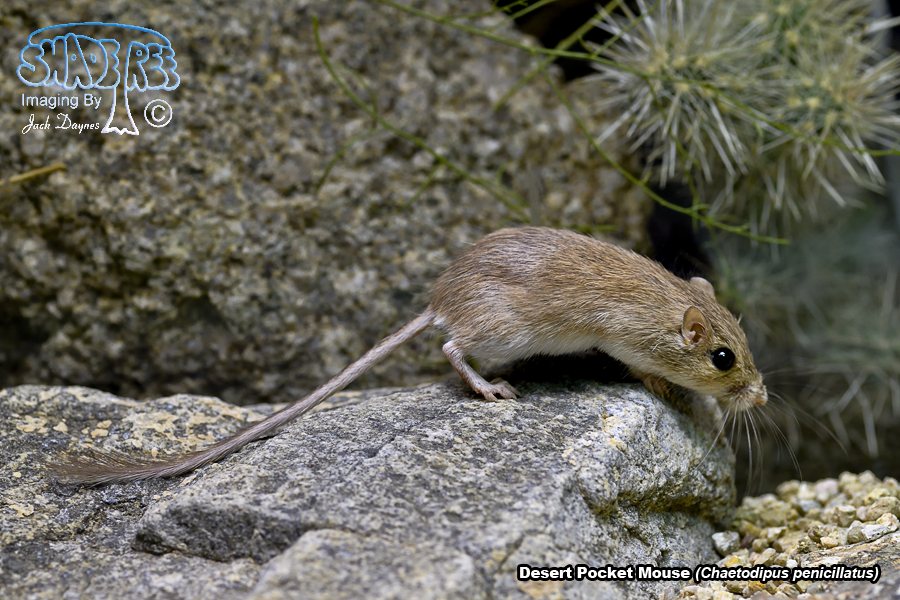 Desert Pocket Mouse - Chaetodipus penicillatus