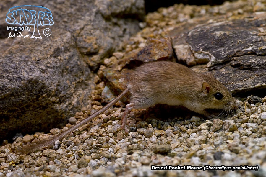 Desert Pocket Mouse - Chaetodipus penicillatus