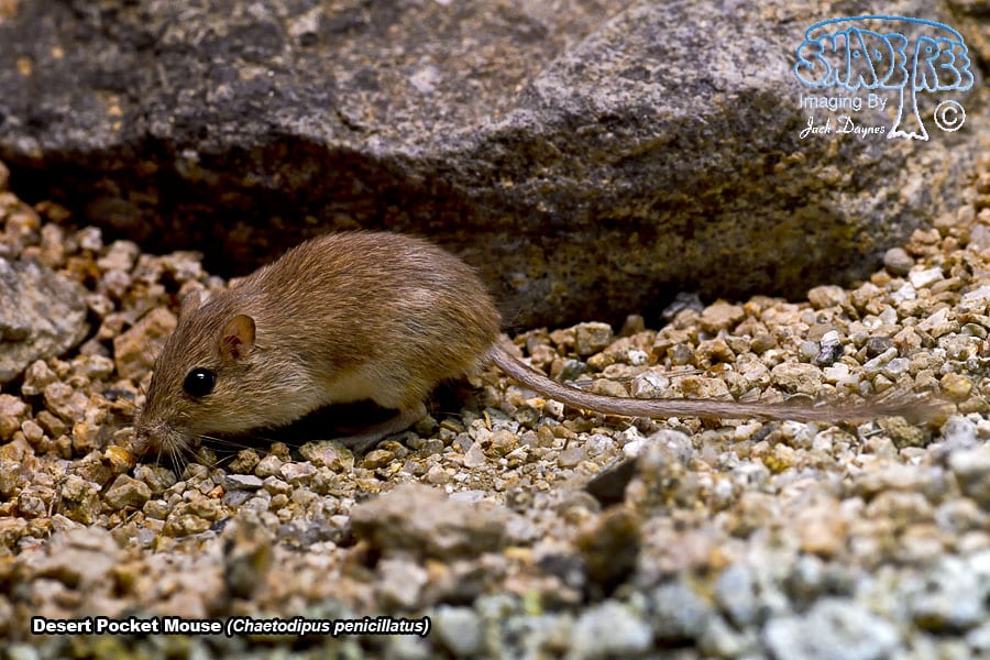 Desert Pocket Mouse - Chaetodipus penicillatus