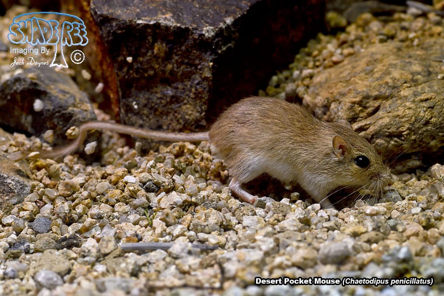 Desert Pocket Mouse - Chaetodipus penicillatus