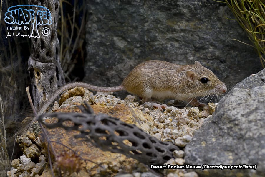 Desert Pocket Mouse - Chaetodipus penicillatus