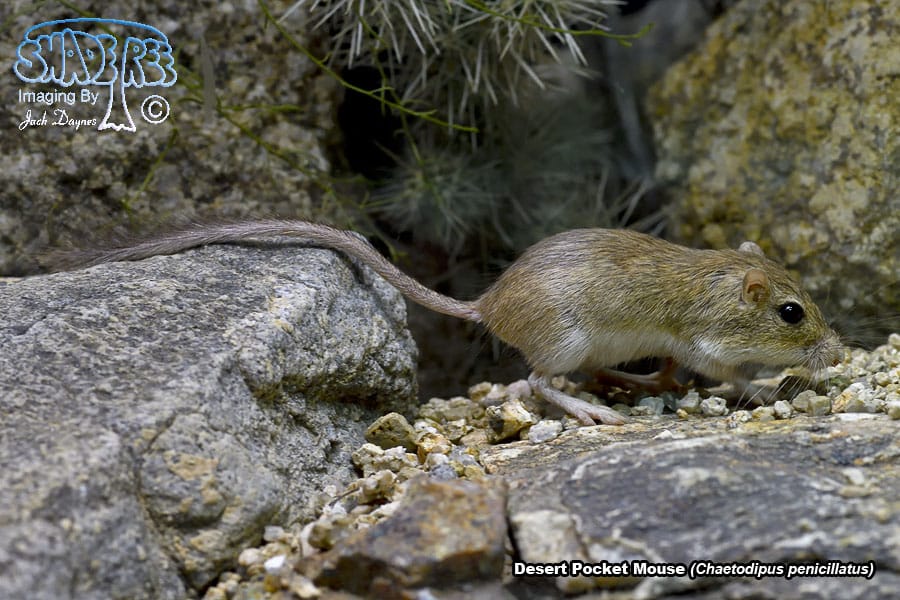 Desert Pocket Mouse - Chaetodipus penicillatus