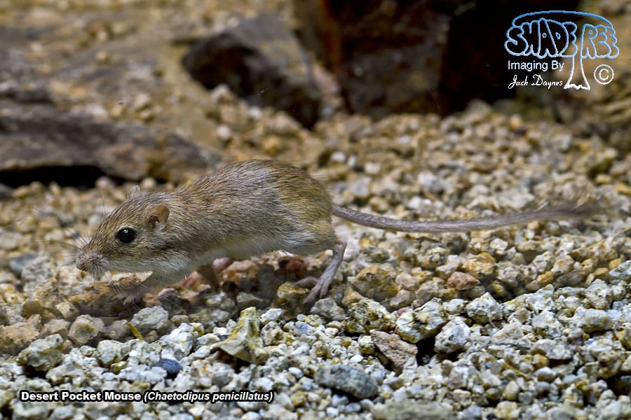 Desert Pocket Mouse - Chaetodipus penicillatus