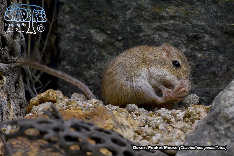 Desert Pocket Mouse - Chaetodipus penicillatus