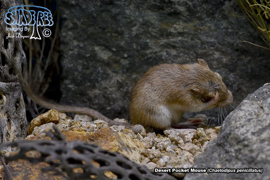 Desert Pocket Mouse - Chaetodipus penicillatus