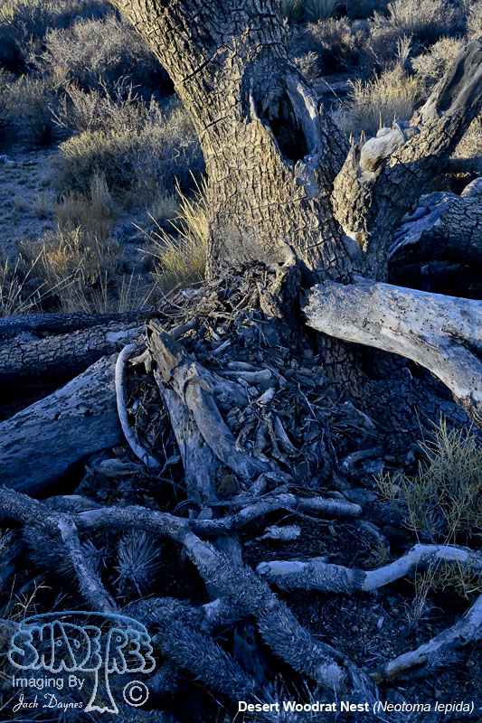 Desert Woodrat Nest - Neotoma lepida