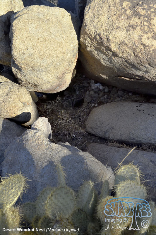 Desert Woodrat Nest - Neotoma lepida