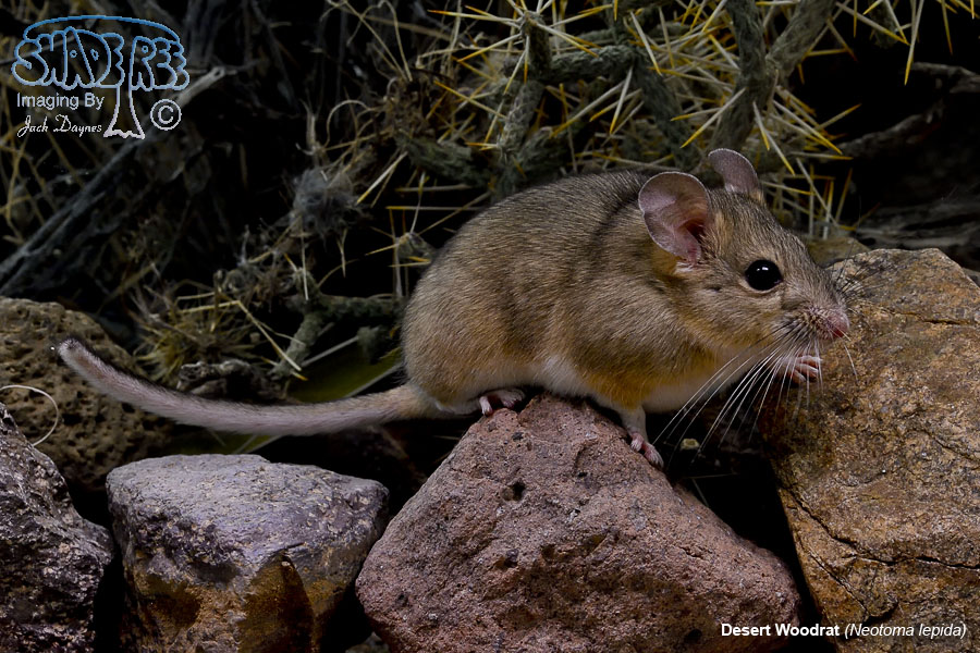 Desert Woodrat - Neotoma lepida